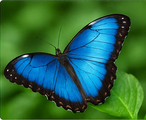 Blue Morpho Butterfly